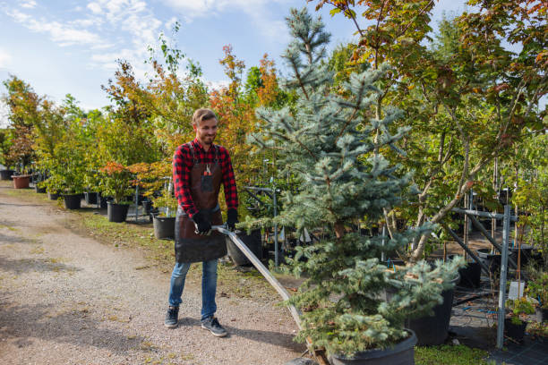 Best Tree Trimming and Pruning  in Altamonte Springs, FL